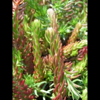 Sedum rupestre (fam Crassulacees) (Europe) (3)